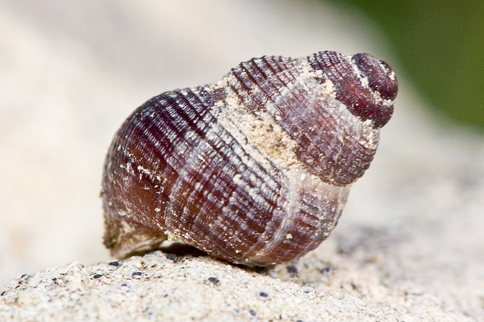 Pomatias sulcatus ??